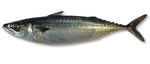 Earlybird Blue Mackerel 1KG